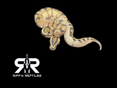 animal image
