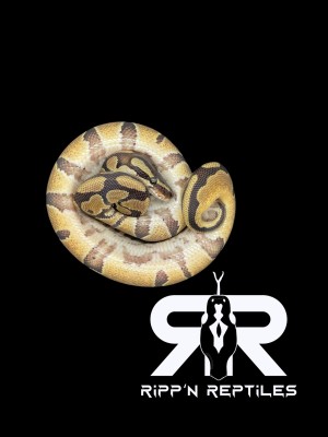animal image