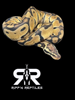 animal image