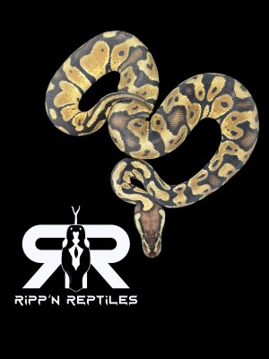 animal image