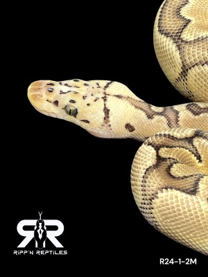 animal image
