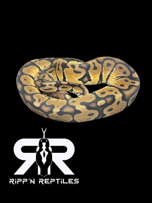 animal image