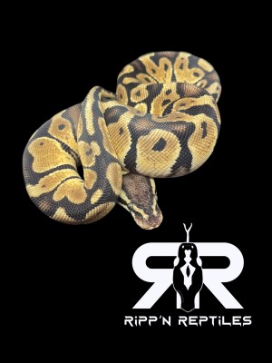 animal image