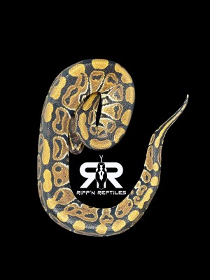 animal image