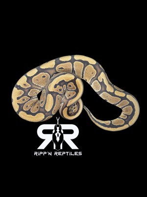animal image