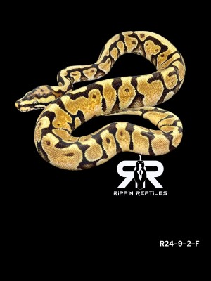 animal image