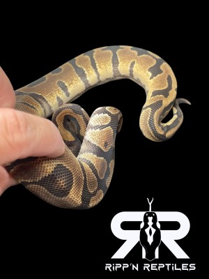 animal image