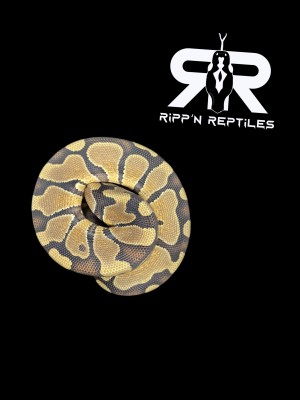animal image
