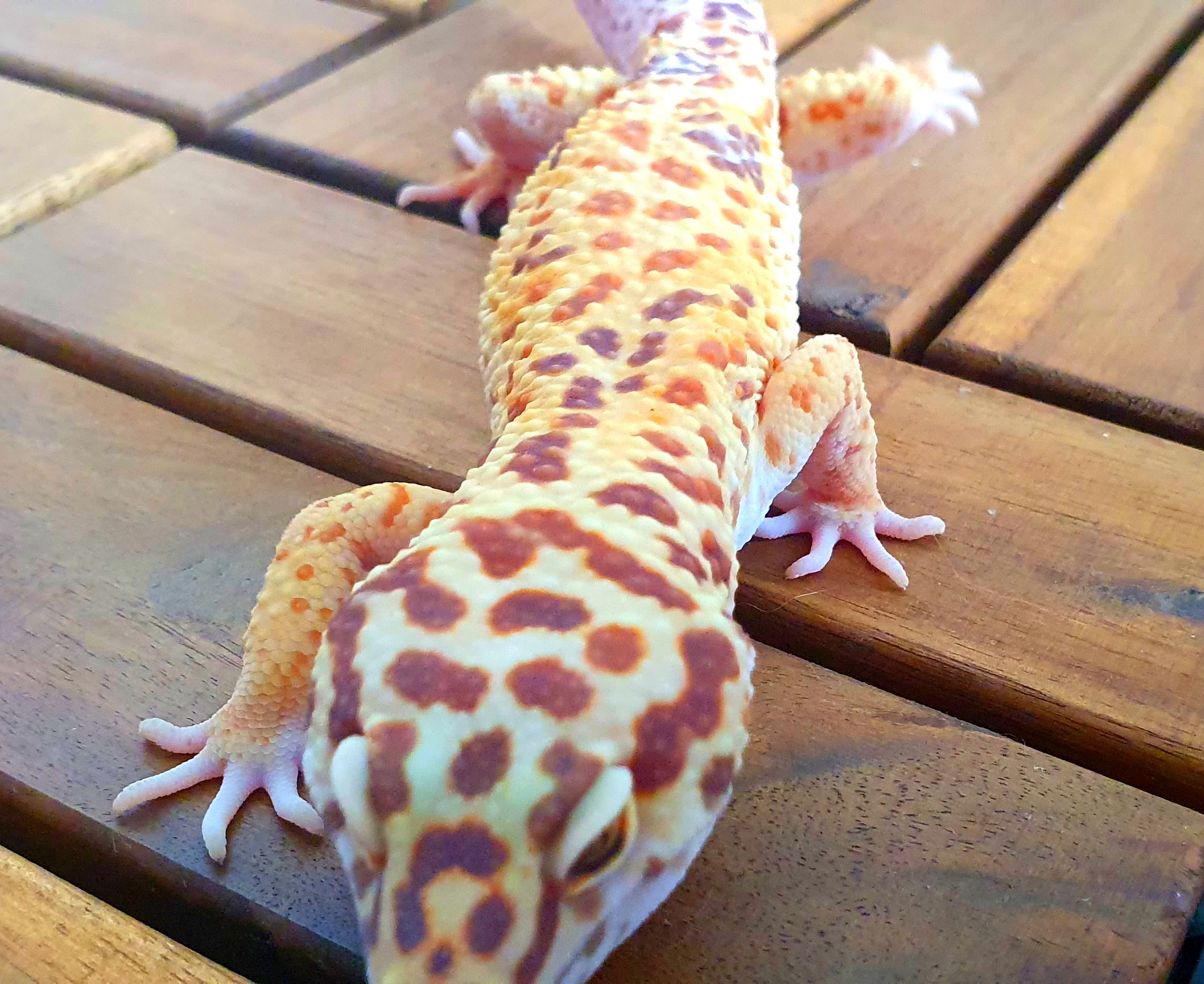animal image