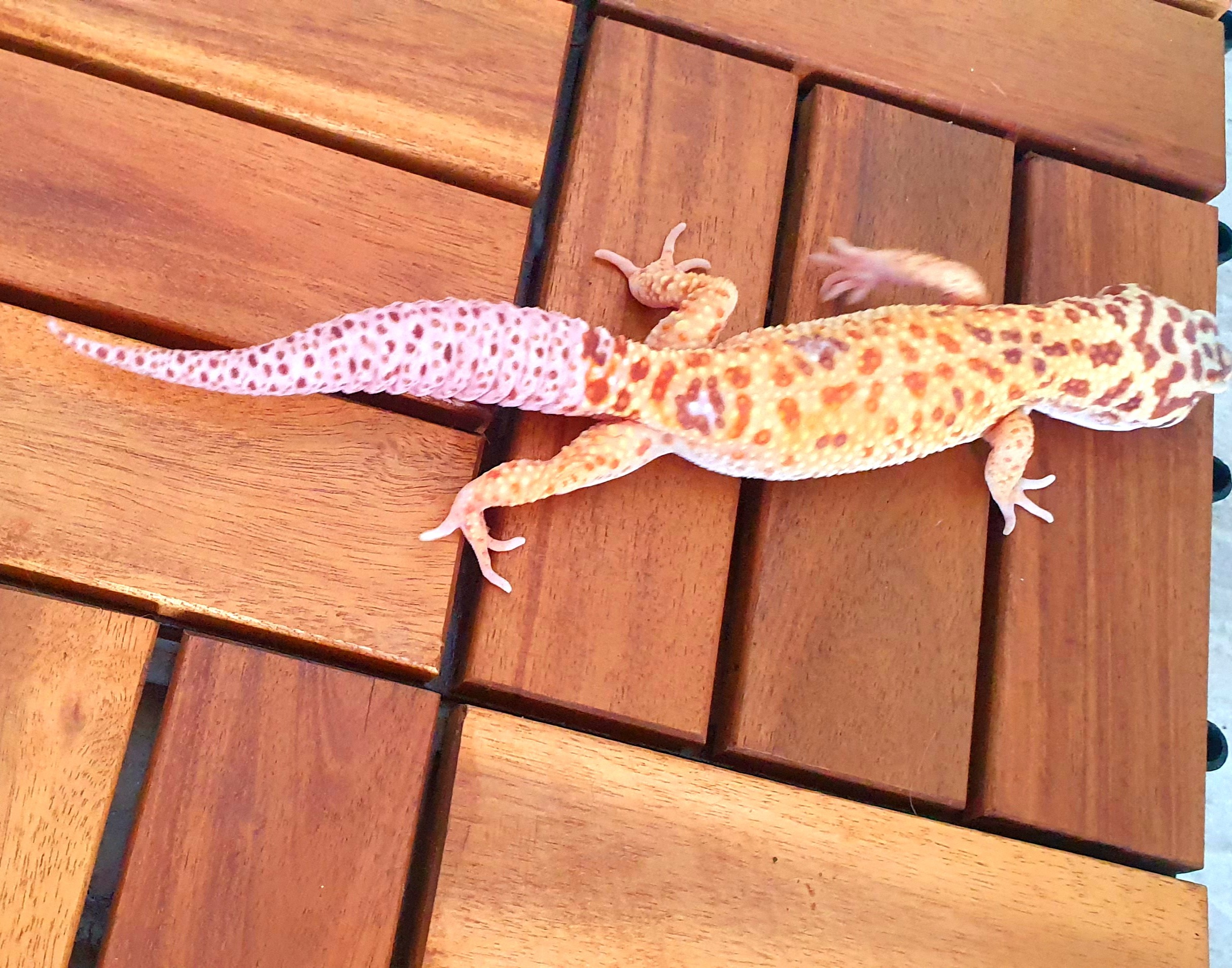 animal image