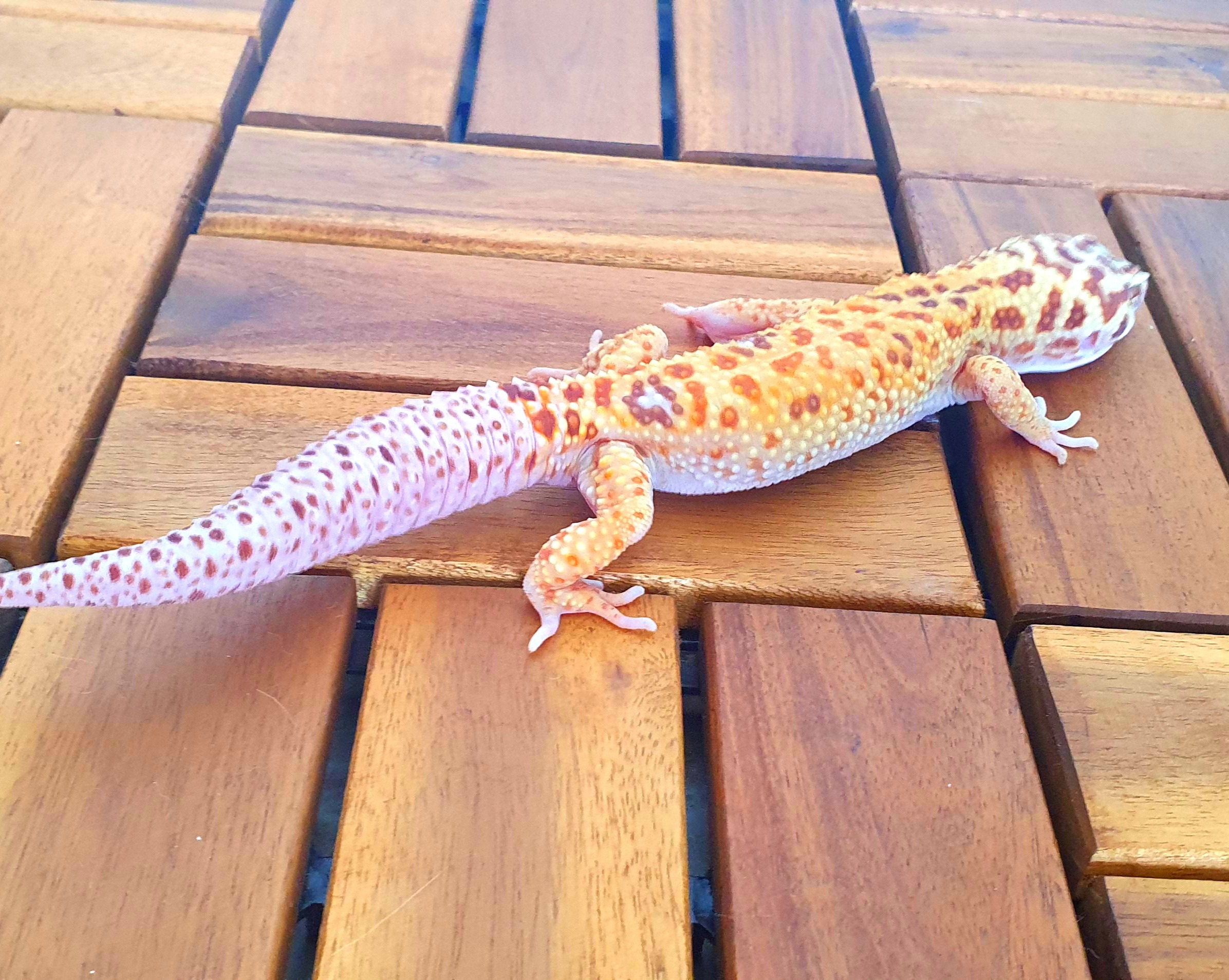animal image