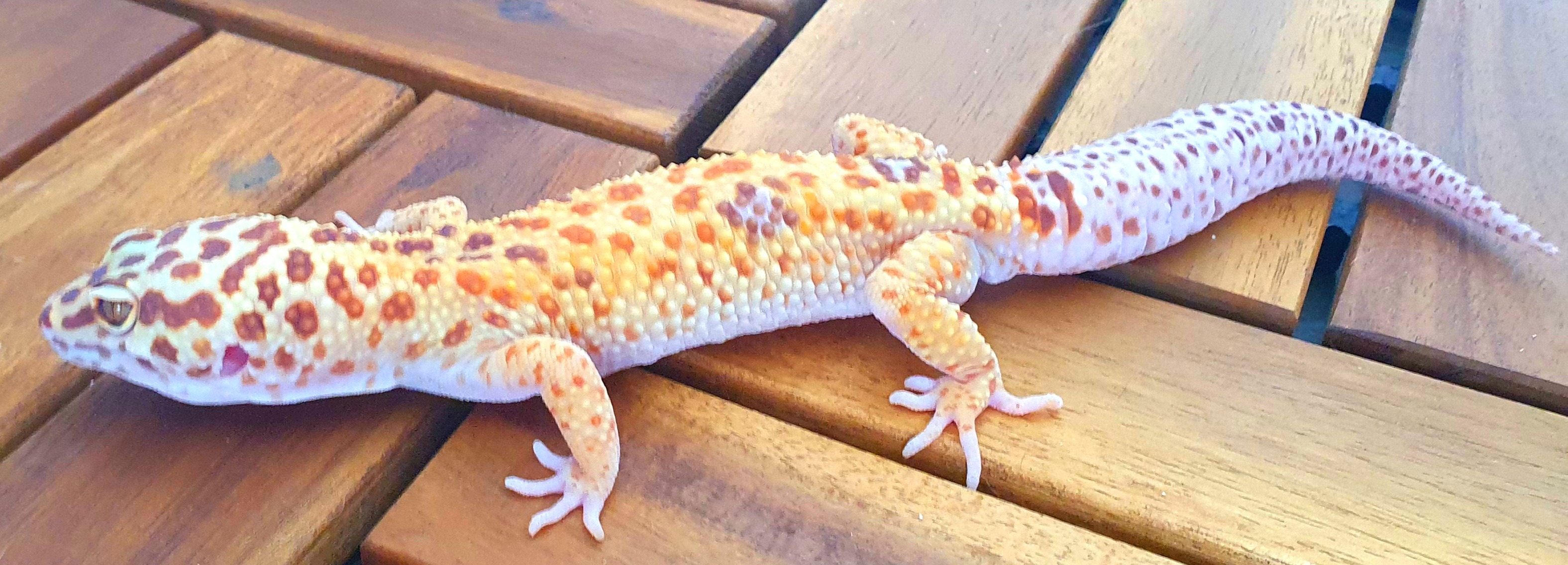 animal image