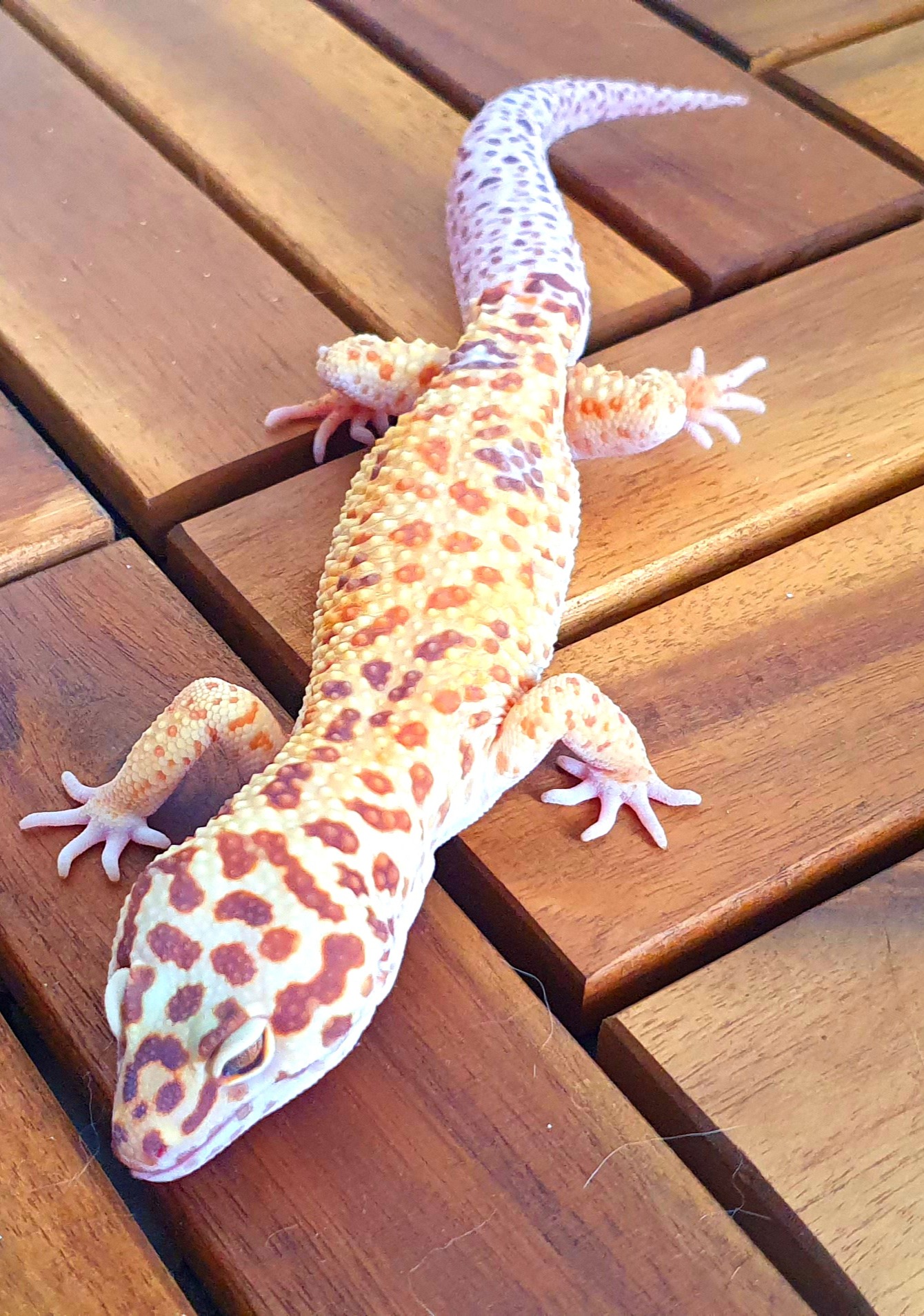 animal image