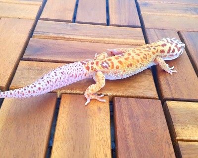 animal image