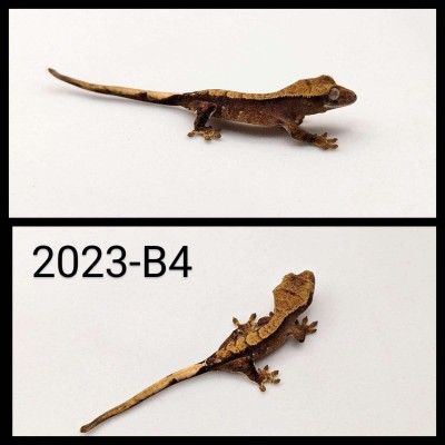 animal image