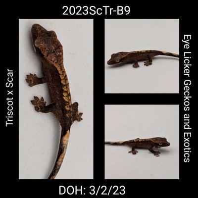 animal image