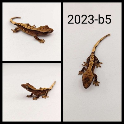 animal image