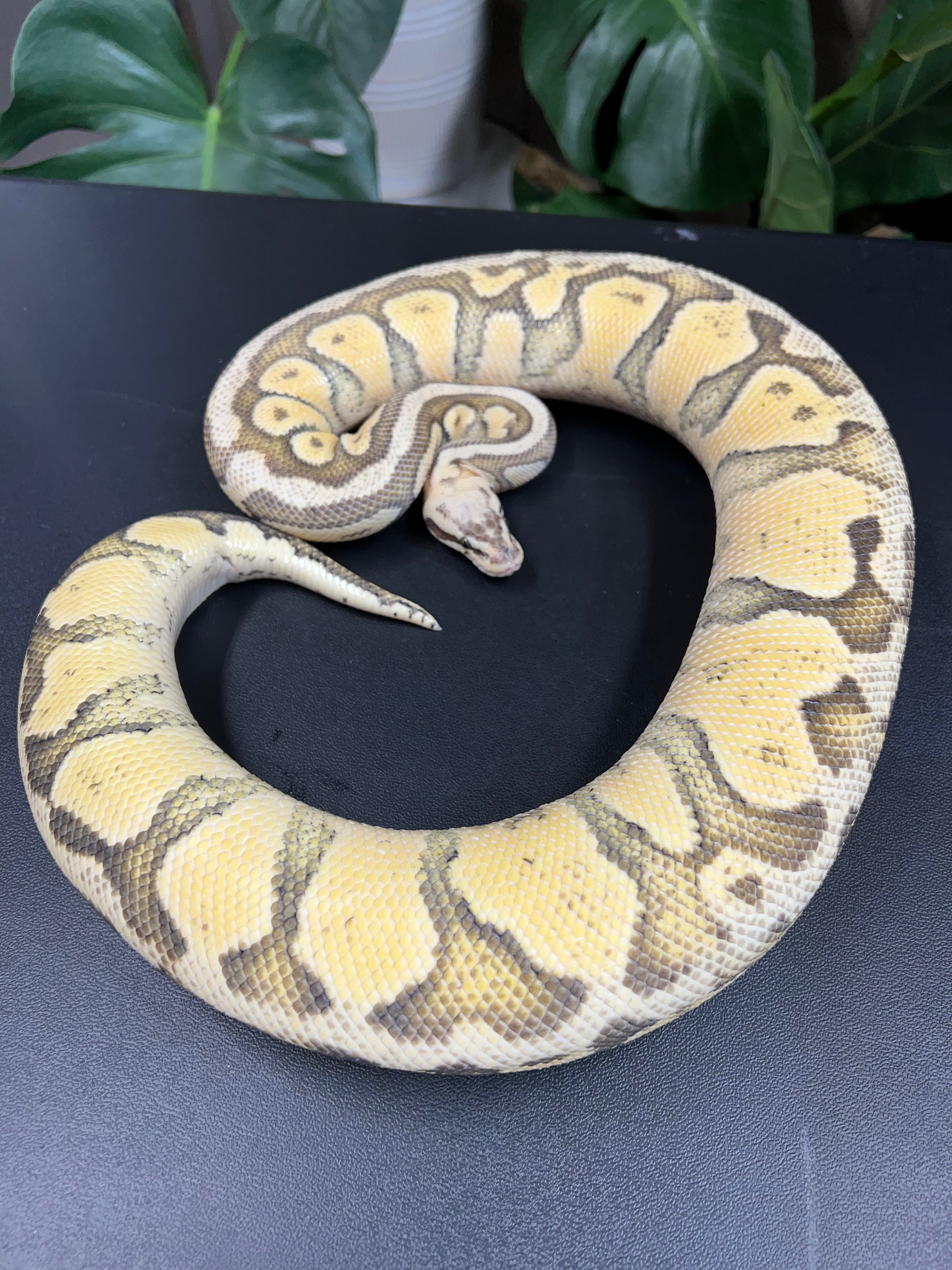 animal image
