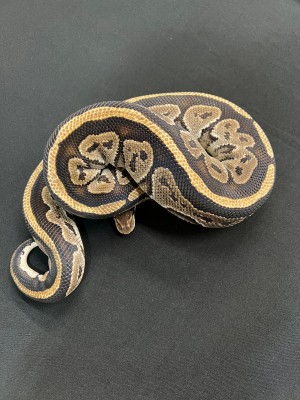 animal image