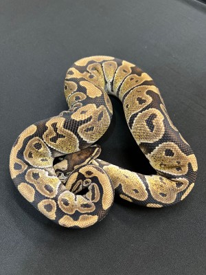animal image