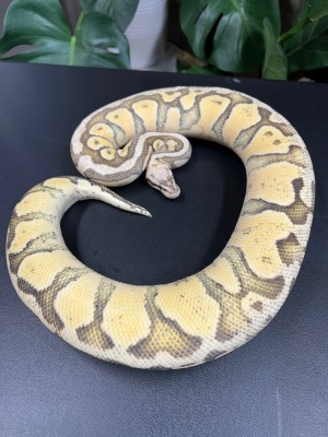 animal image