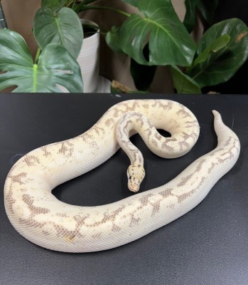 animal image
