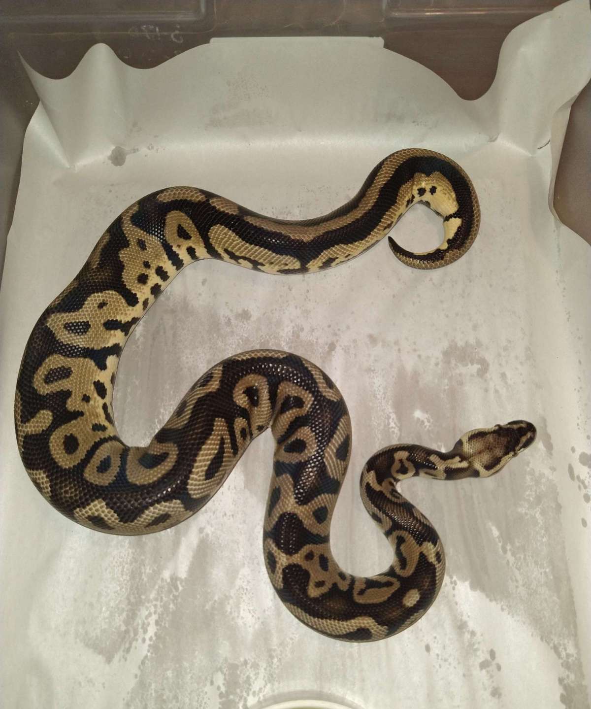 animal image