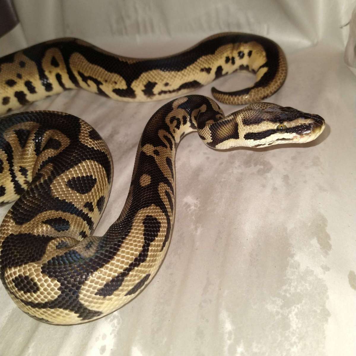 animal image