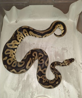 animal image