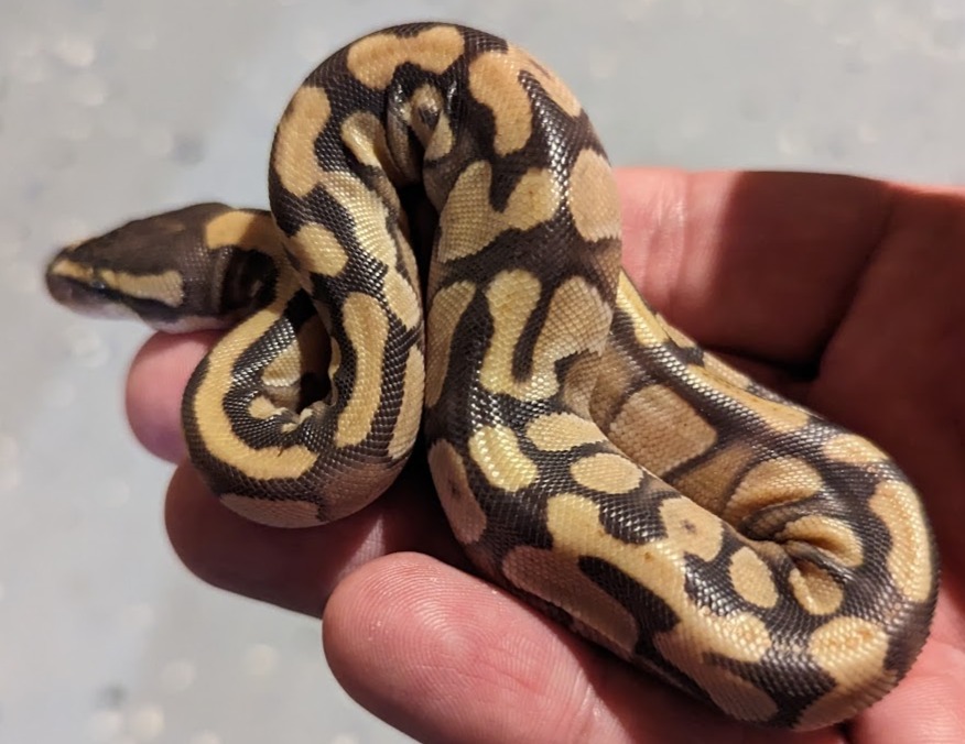 animal image