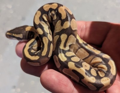 animal image