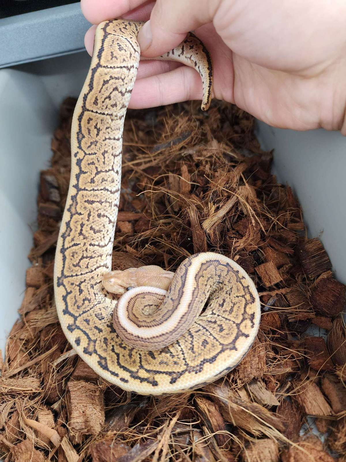 animal image