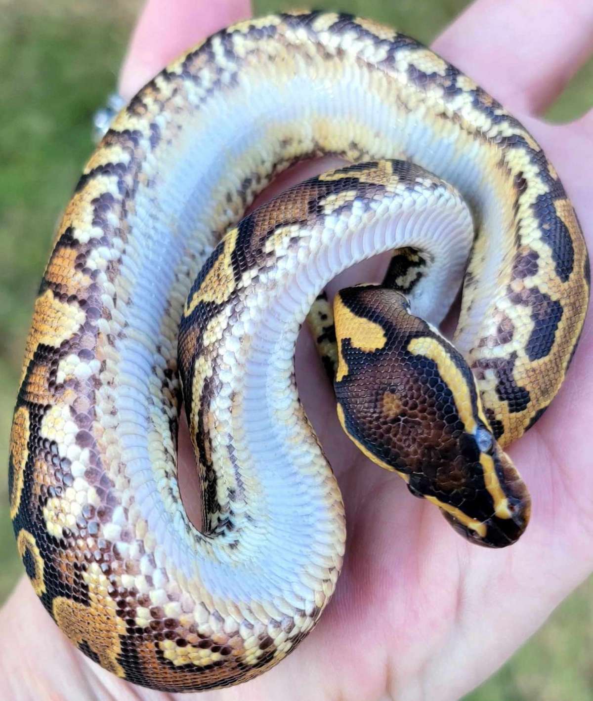 animal image