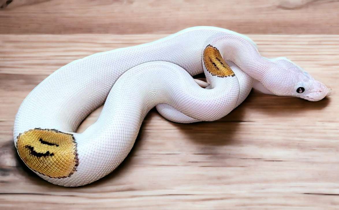 animal image