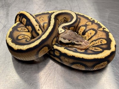 animal image