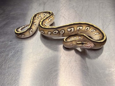animal image