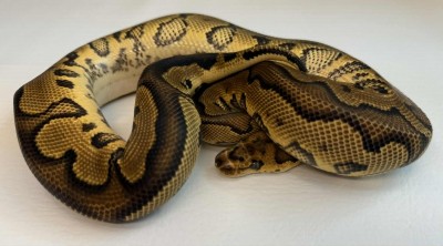 animal image