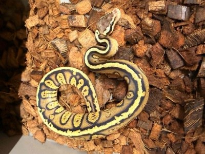 animal image