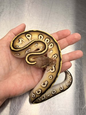 animal image
