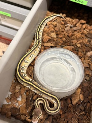animal image
