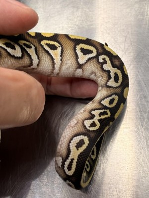 animal image