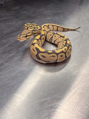 animal image
