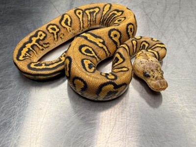 animal image