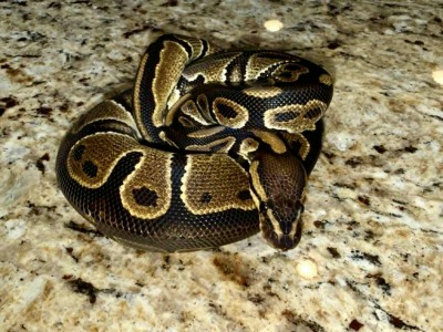animal image