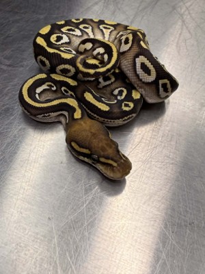 animal image