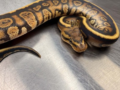animal image