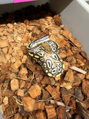 animal image