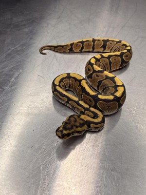 animal image