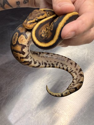 animal image