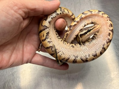 animal image